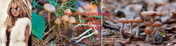 героин Богданович